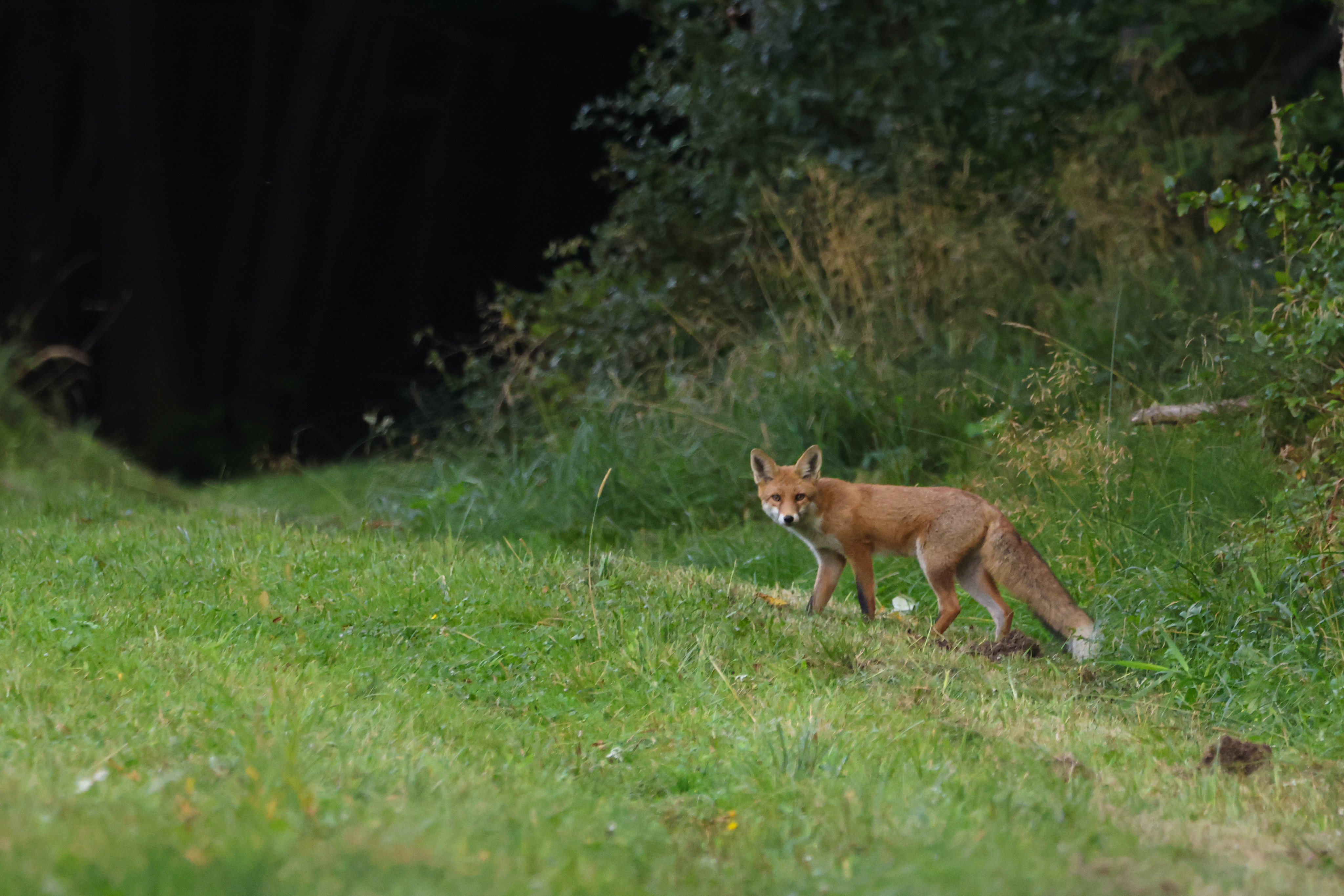 E0E6CEF1-08F3-4F0C-94D5-E36188012C2B