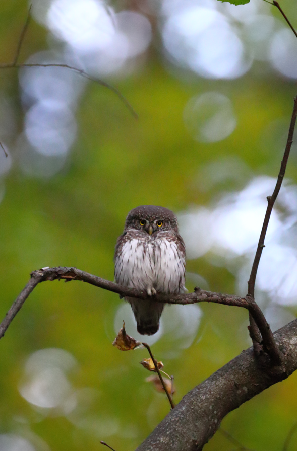 Snímka obrazovky 2025-11-12 230643