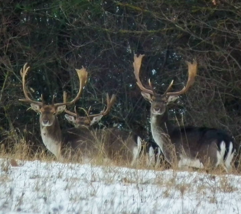 Snímka obrazovky 2024-04-23 194649