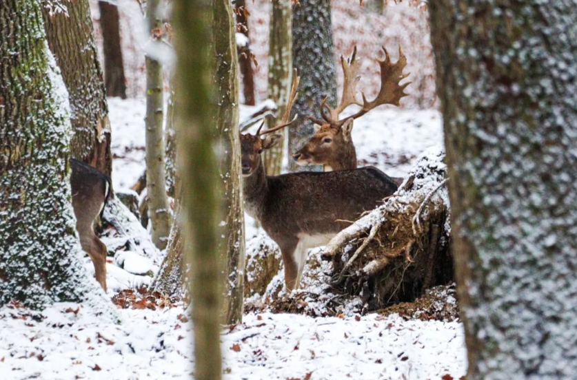 Snímka obrazovky 2024-04-23 194811